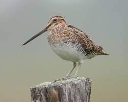 Common snipe, common snipe pictutres, snipe photos, bird photos, bird pictures, sounds of birds. Wilson S Snipe Wikipedia