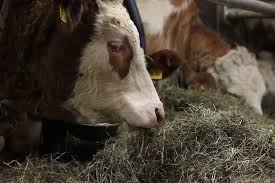 Maybe you would like to learn more about one of these? How Can Cows Digest Cellulose