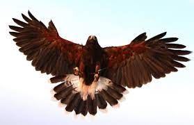 Burung burung bertengger latar belakang dekorasi warna warni. Pin On Projects To Try