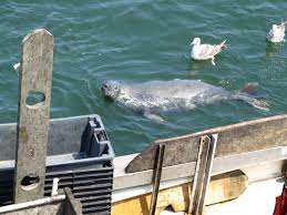 We did not find results for: Seal At Chatham Fish Pier Pier Fishing Chatham Cape Cod