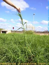 Image result for Cenchrus clandestinus