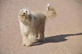 Das ist in den meisten bundesländern grundsätzlich. Hunde Bellen