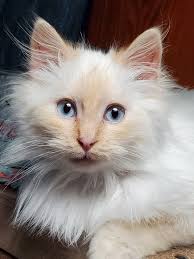 The Little Prince in Van Gogh Style with a White Cat