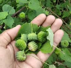 Image result for Abutilon indicum