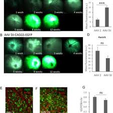 Image result for Dark Hunter Green 1996 AAV