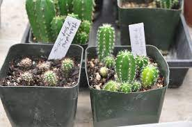 Growing prickly pear from cactus seeds can be a slow process, but once established, prickly pear cactus are easy to care for and tolerate drought for two or three weeks. Misplant Tek Trichocereus Seed Germination