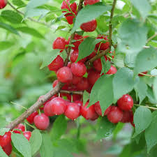 Image result for Prunus