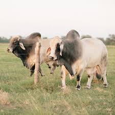 The Mark Of Excellence In Brahman Cattle V8 Ranch