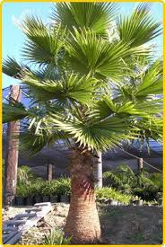 صور تحفة منتديات المطاريد Mexican Fan Palm Fan Palm Palm