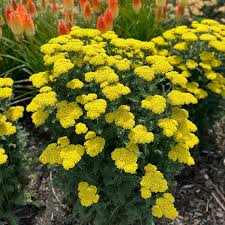 Image result for Achillea