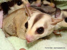 Different Colors Of Sugar Gliders Exotic Nutrition