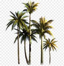 High Quality Palm Tree Png S In 2020 Palm Tree Vector Palm Tree Png Palm Tree Icon