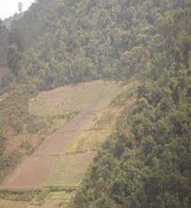 Image result for Peddiea rapaneoides