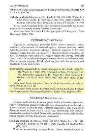 Image result for Centrostachys aquatica