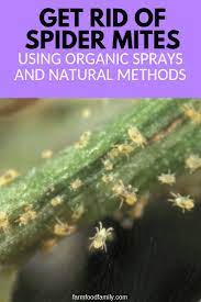 How To Get Rid Of Spider Mites In The Garden Using Natural Methods Spider Mites Organic Gardening Tips Slugs In Garden