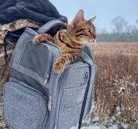 Any recommendations on a backpack to hike with the cat in it? ￼