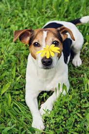 Cute jack russell terrier dog is looking aside at something. Cute Jack Russell
