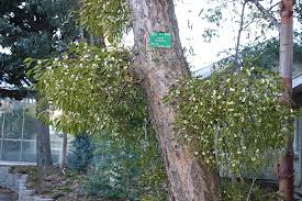 Image result for Viscum tuberculatum