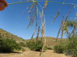 Image result for Eragrostis rotifer