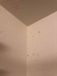 That mushy little puddle may look innocent enough it's no secret that stains on walls and ceilings are related to water leaks, usually from leaky roofs or pipes. Are These Black Spots I Found Mold Mold
