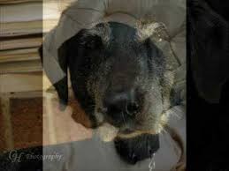 Welcome to petloss.com, a gentle and compassionate website for pet lovers who are grieving over the death of a pet or an ill pet. Rainbow Bridge Pet Loss Poem Youtube