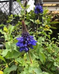 Image result for Pycnostachys stuhlmannii