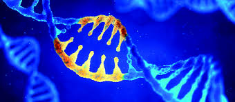 Elle est une maladie génétique récessive rare. Crispr Et La Dystrophie Musculaire De Duchenne La Force Dmd
