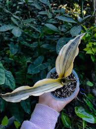 Image result for Sansevieria metallica