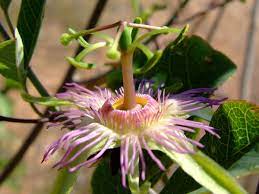 Passiflora Mexicana Passiflora Plants