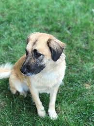 When a litter of puppies is born at golden rule, we are right by mom's side. Dog For Adoption Caity Special Needs A Golden Retriever Mix In Albany Ny Petfinder