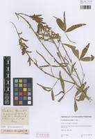 Image result for Crotalaria lanceolata