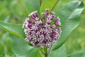 Common Milkweed Asclepias Syriaca Nature Wild Flower Floral Color Botanical Plants Milkweed Plant Asclepias