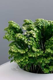 Image result for Selaginella mittenii
