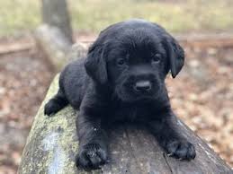 Our puppies are available anywhere in colorado, including (but not limited to) cities such as cherry hills village, erie, the pinery, castle pines, highlands ranch, greenwood village, co. Pin On English Akc Lab Puppies For Sale