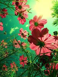 Happy Weekend Prairie Hive Beautiful Flowers Pretty Flowers Love Flowers