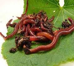 Maybe you would like to learn more about one of these? Red Wiggler Worms Solana Center For Environmental Innovation