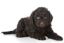Good barbet breeders make a lifetime commitment to the. Barbet Puppies For Sale Akc Puppyfinder
