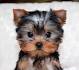 Toy or Teacup Yorkies for sale | Teacup Puppies & Boutique
