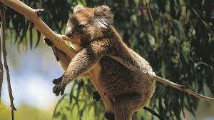 Our daily local deals consist of restaurants, beauty, travel, ticket vouchers, shopping vouchers, hotels, and a whole lot more, in hundreds of cities across the world. Researchers Have Found A Population Of Koalas That Could Be Key To Saving The Species Cnn