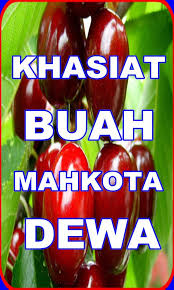 Mahkota dewa (miracle fruit) 100% natural,no preservatives or additives. Khasiat Buah Mahkota Dewa Fur Android Apk Herunterladen