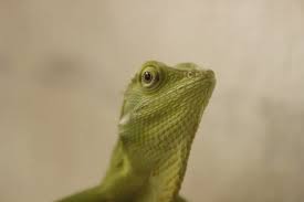 Image result for Urochloa jubata