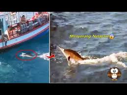 Download mp3 ikan todak gratis, ada 20 daftar lagu ikan todak yang bisa anda download. Video Ikan Todak