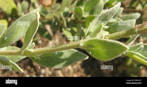 Image result for Syncolostemon elliottii