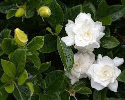 Gandharaj Gardenia Cape Jasmine Gardenia Jasminoides Tropical Flower Plants Fragrant Flowers Indoor Flowering Plants