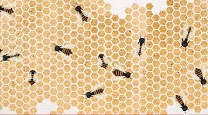 Why Bees Build Perfect Hexagons Modern Hive