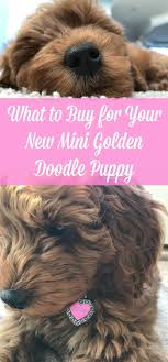 New Year New Puppy Supplies Needed For New Mini Golden Doodle Puppy Bargainbriana Goldendoodle Puppy Doodle Puppy Mini Goldendoodle Puppies