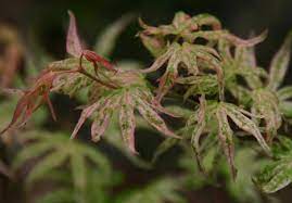 Beautiful specimen tree, named variety. Acer Palmatum Variegated Roseo Marginata Pb28