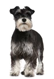 Resultado de imagen para Schnauzer