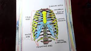 Hand drawn line art anatomically correct human ribcage. How To Draw Human Rib Cage Human Thoracic Cage Anatomy Drawing Youtube