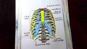 The first thing you need to do is draw frame lining that resembles that of a guitar stand. How To Draw Human Rib Cage Human Thoracic Cage Anatomy Drawing Youtube